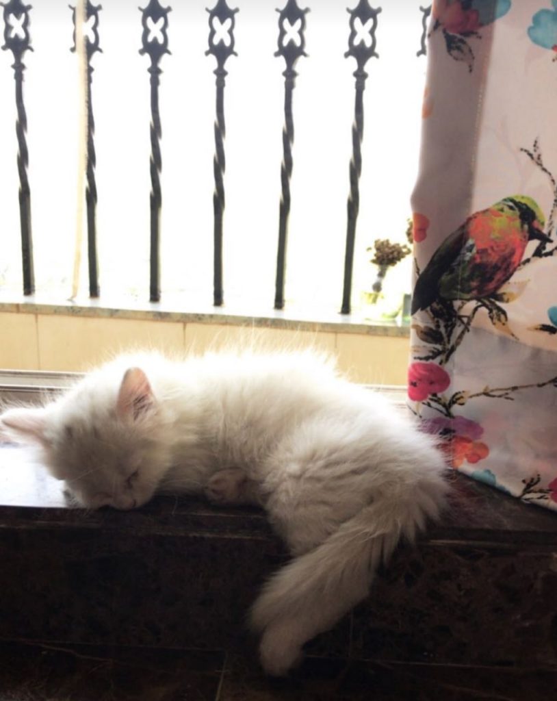 Jugni Richa Chadha's cat