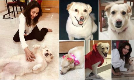 madhuri dixit nene dog