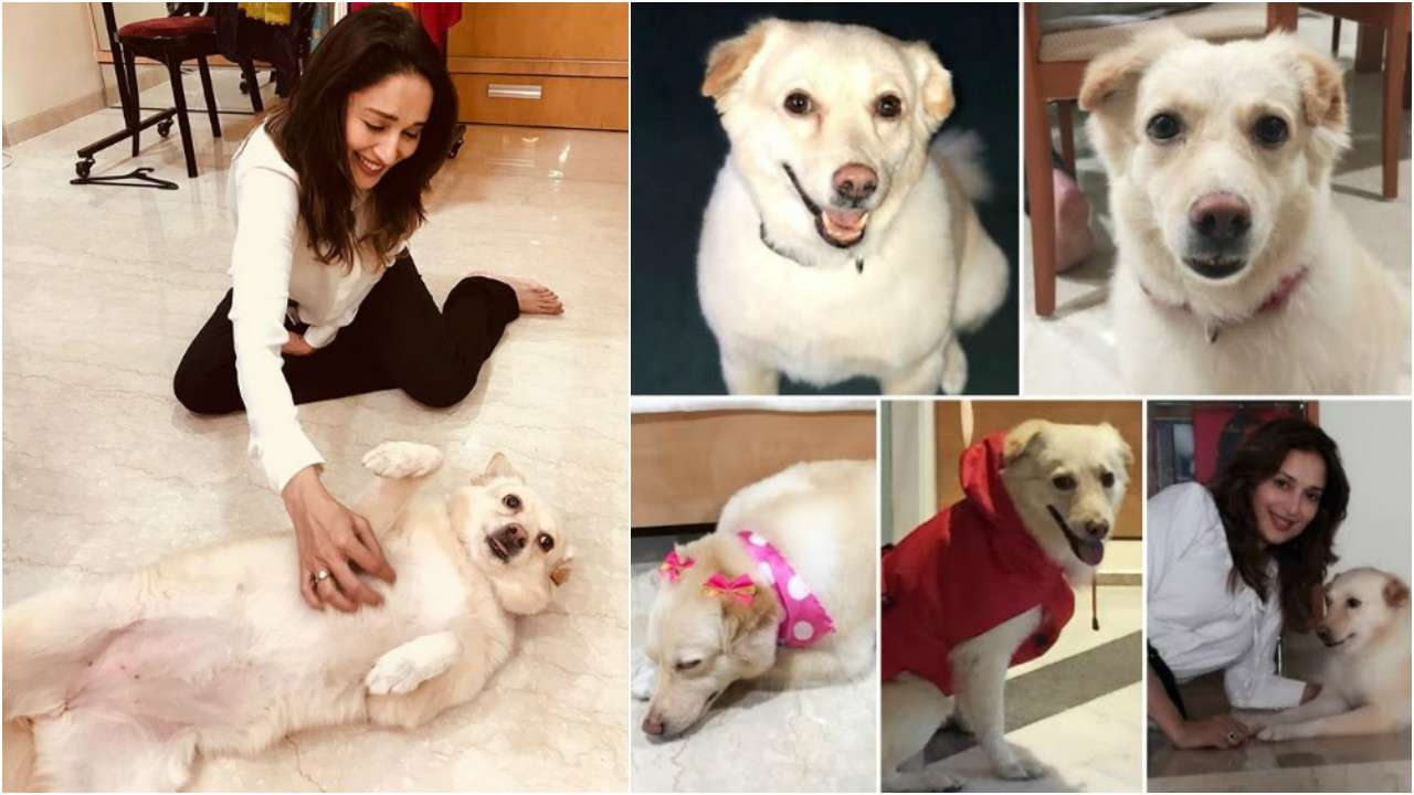 madhuri dixit nene dog